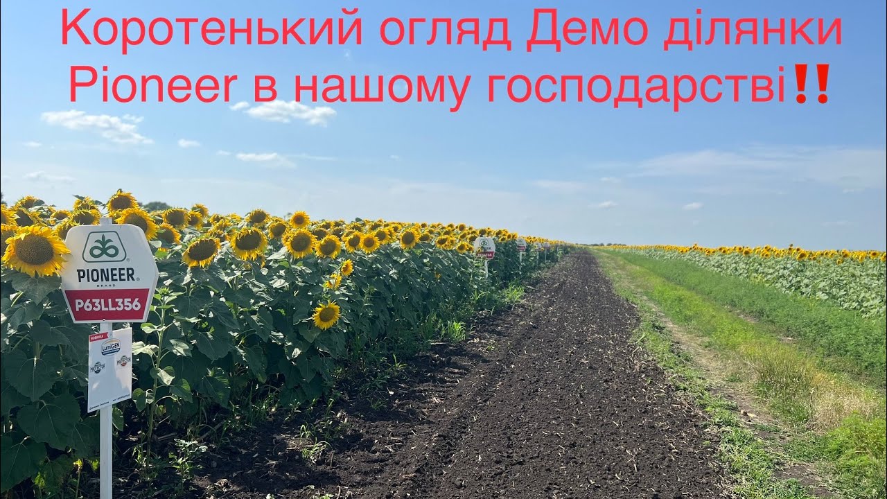 26.07.2023 Коротенький огляд Демо ділянки соняшника🌻 Pioneer (Corteva) 12 гібридів‼️Що обрати собі?