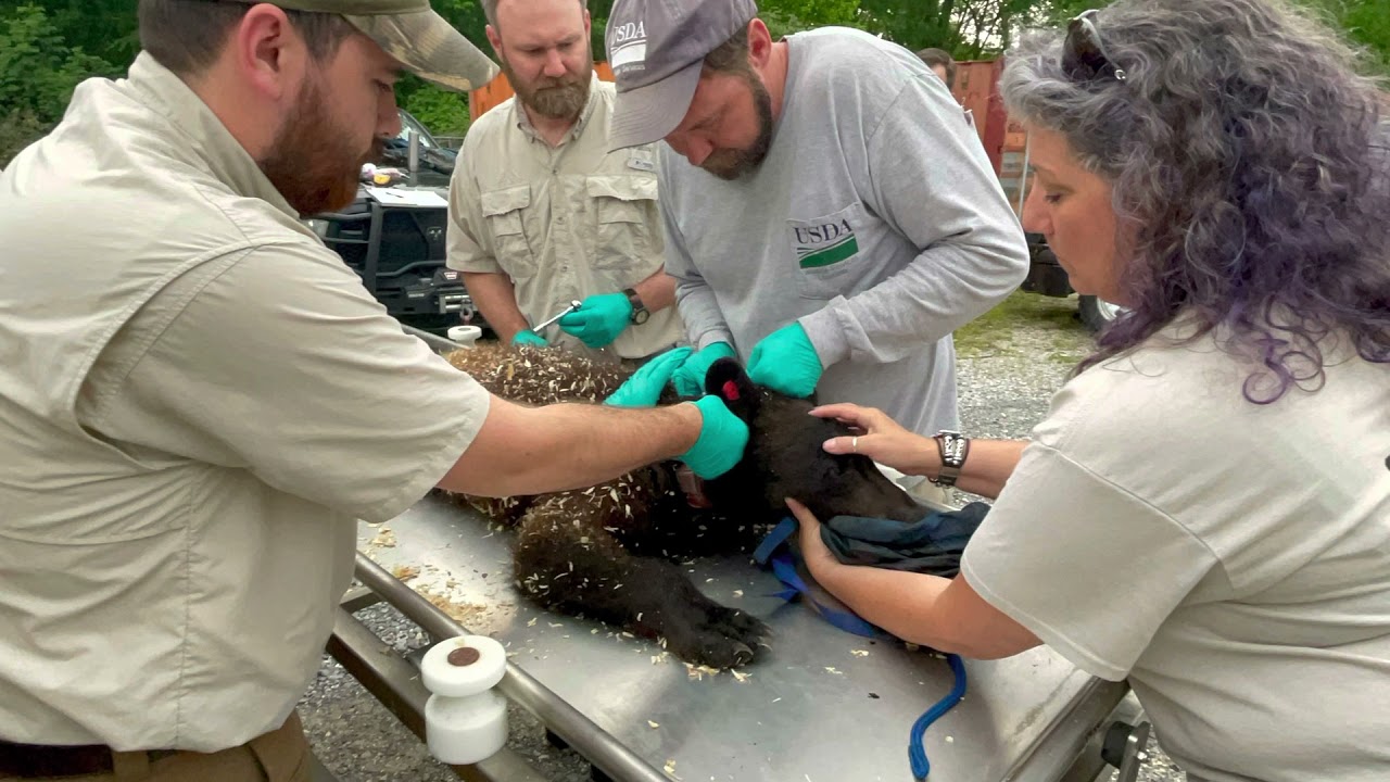 Orphaned bear cub released back into the wild!
