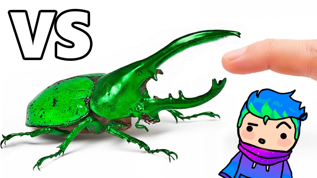 Insectos Más Mortales vs  Dedo😱😲🦂🕷️ / Carlos Infinito REACCIONA TerraVerde