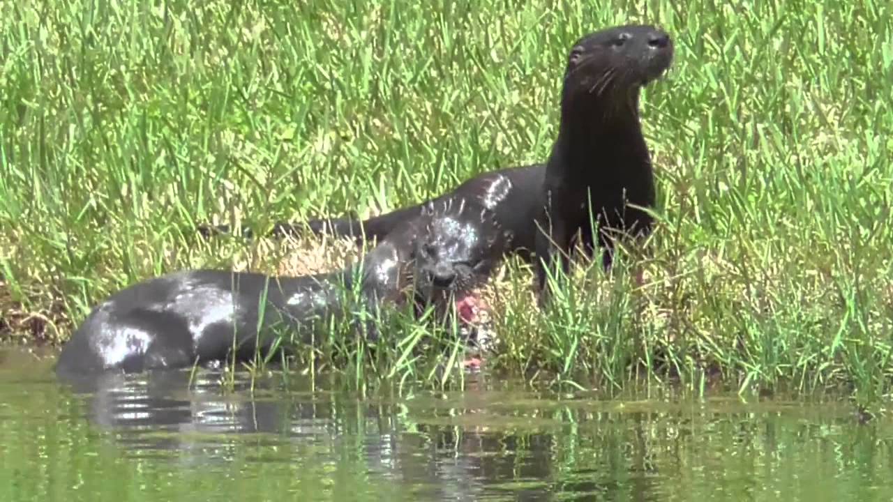 The Orchards' Otters