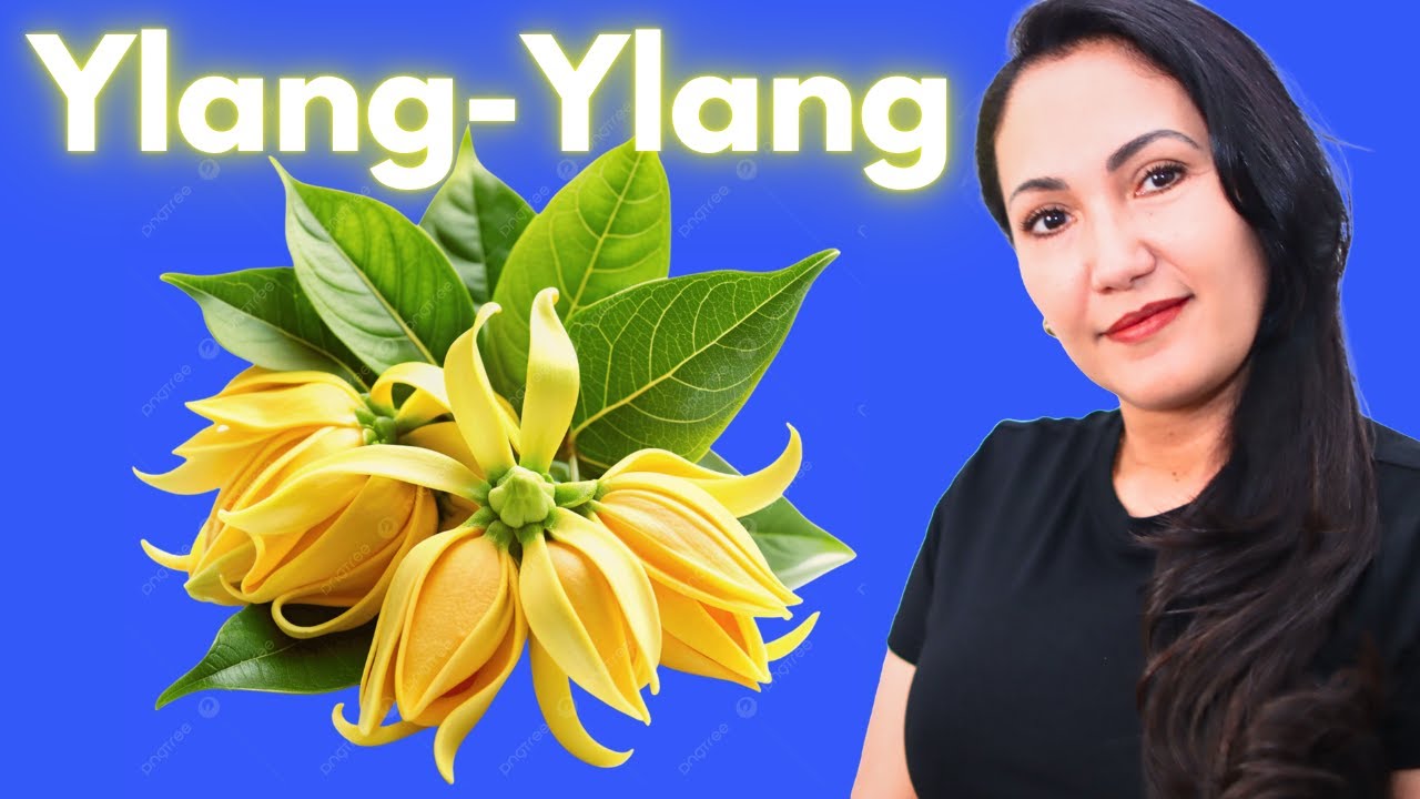 YLANG-YLANG Top 10 Perfumes con esta interesante Nota