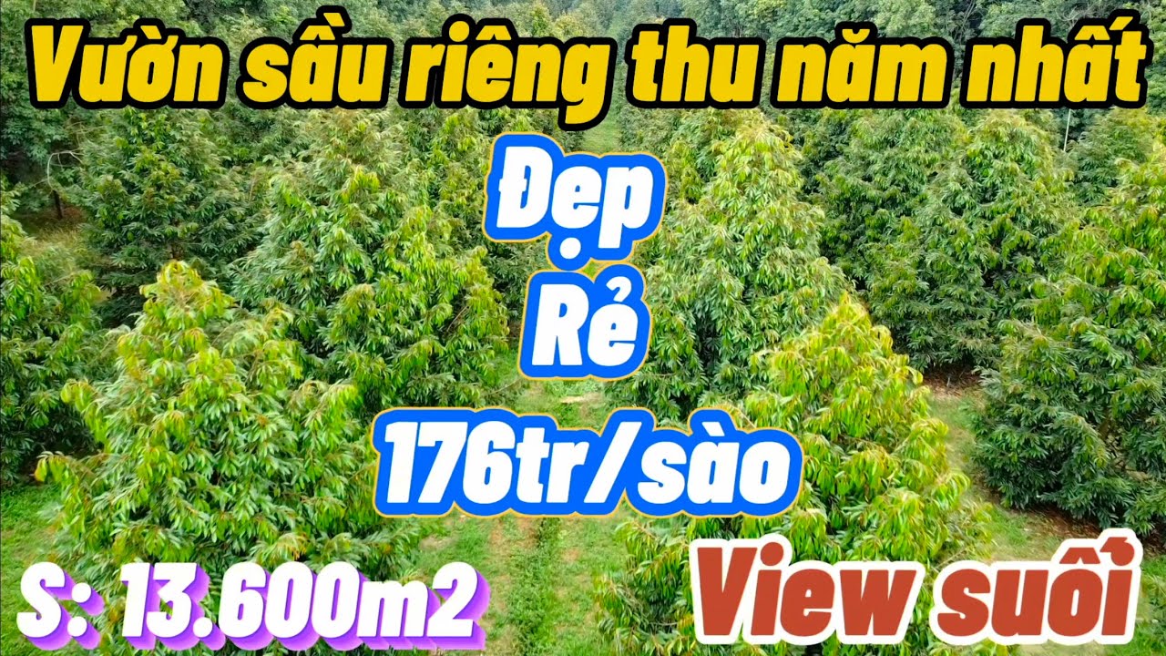 Vườn Sầu Riêng đẹp không tì vết, đều răm rắp. View suối nước quanh năm. Đất đỏ Bazan. 67m mặt đường