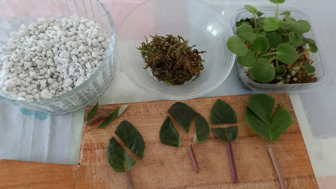 1 YAPRAKTAN 15 YAVRU ALDIM 🌱 MENEKŞE ÇOĞALTMA, MENEKŞE BAKIMI, MENEKŞE ÇİÇEĞİ NASIL ÇOĞALTILIR