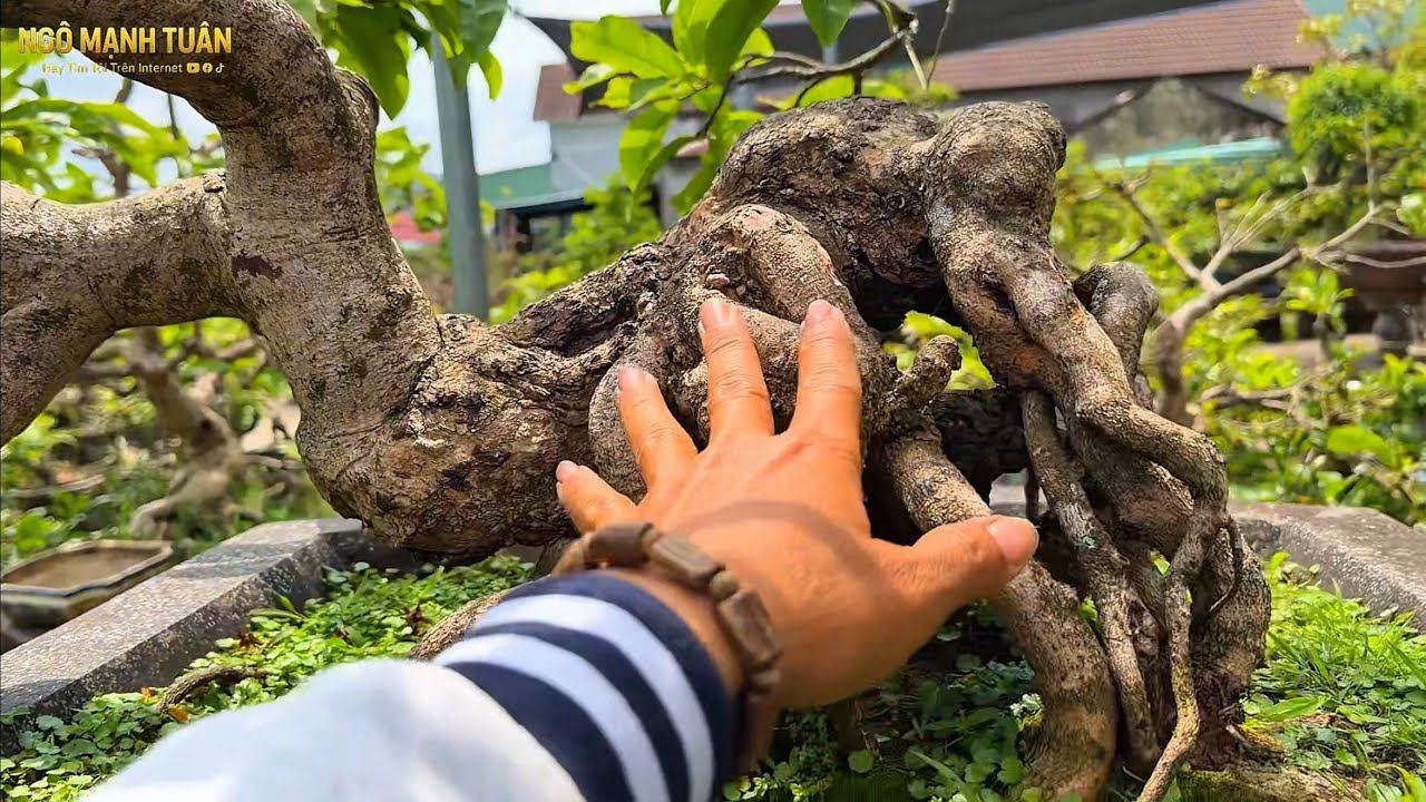 Vườn Mai Hương Ngàn , Quá nhiều cây chất , Cùng thăm chơi cùng Tuân nhé 