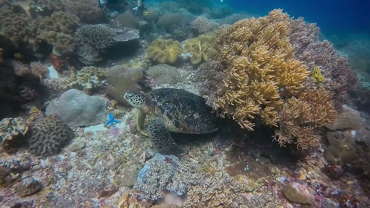 Apo Island, Philippines 2026