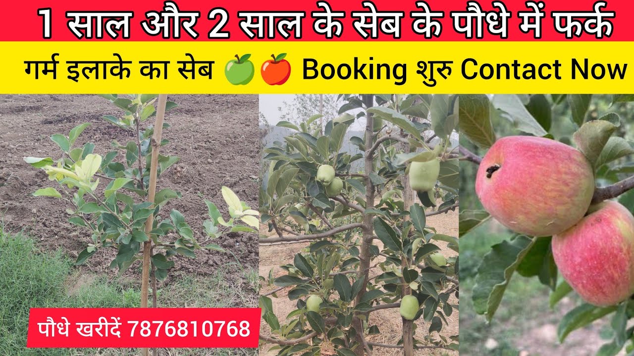 Hot Climate सेब के 1,2 साल के पेड़ की सच्चाई | Hot Climate Apple 🍏🍎 | गर्म क्षेत्रों में सेब की खेती