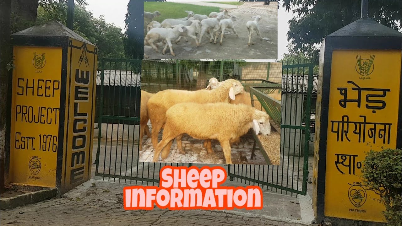CIRG Muzaffarnagri Sheep Breed | Best Sheep Breed.