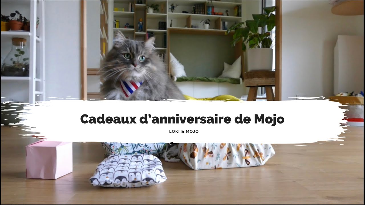 Mojo ouvre ses cadeaux d&rsquo;anniversaire : et c&rsquo;est dr&ocirc;le ! - Loki & Mojo