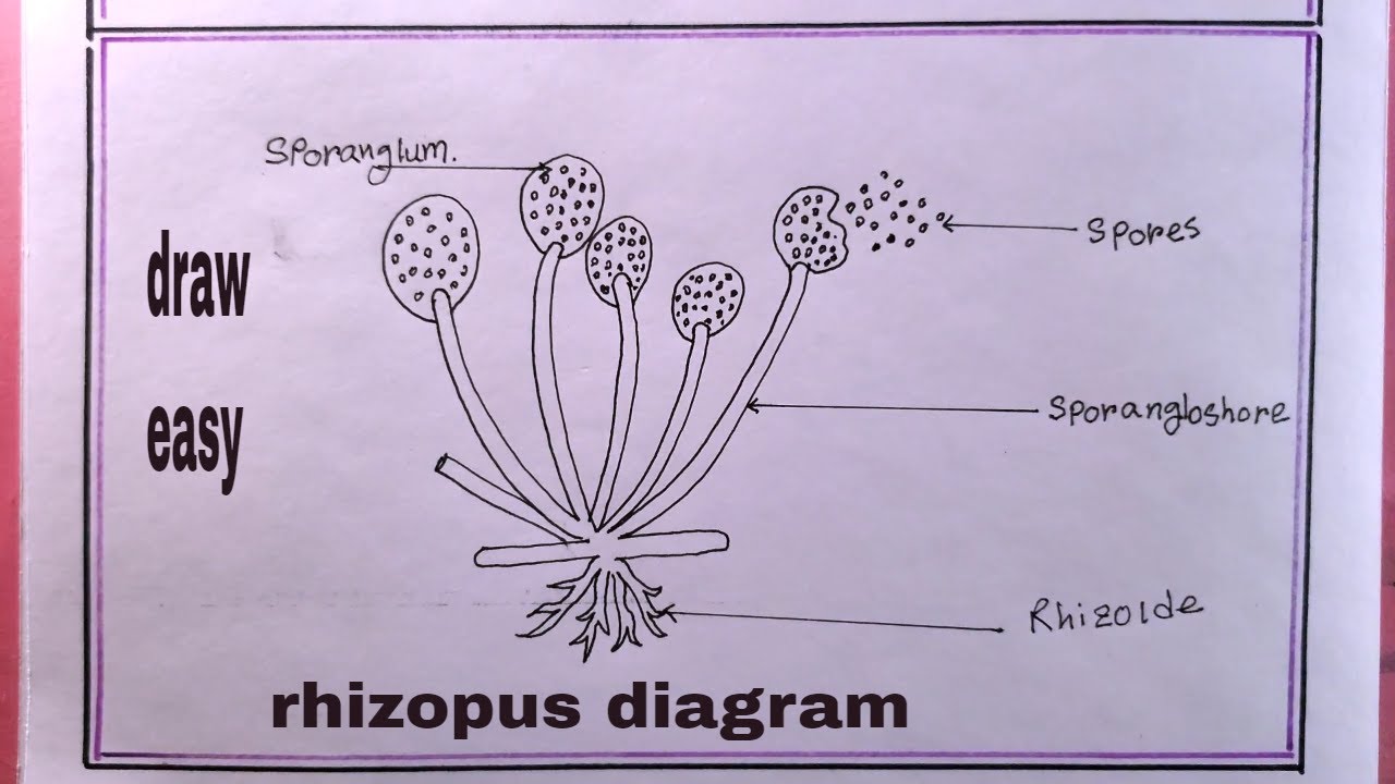 how to draw rhizopus/drawing rhizopus/rhizopus diagram