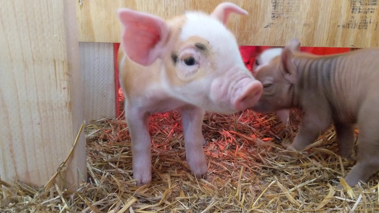 Group farrowing in winter - full details