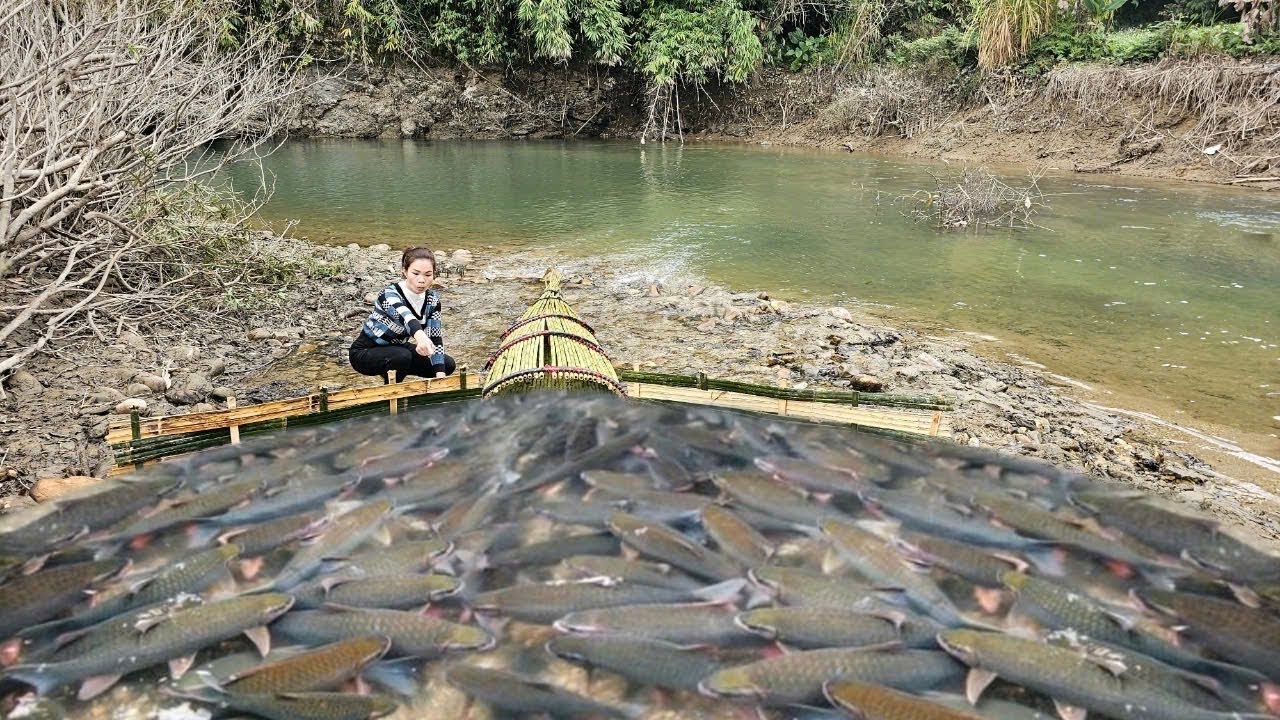The girl made an ancient bamboo fish trap placed in the stream with surprising effectiveness.