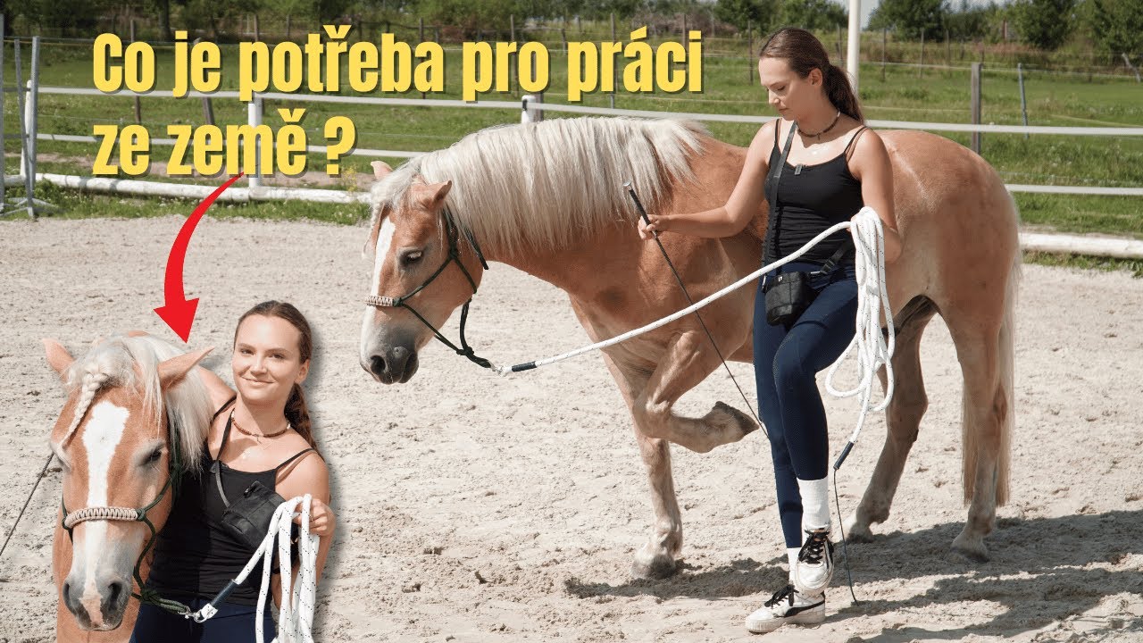 Práce ze země - Jaké je potřeba vybavení? Jak odměnit koně?