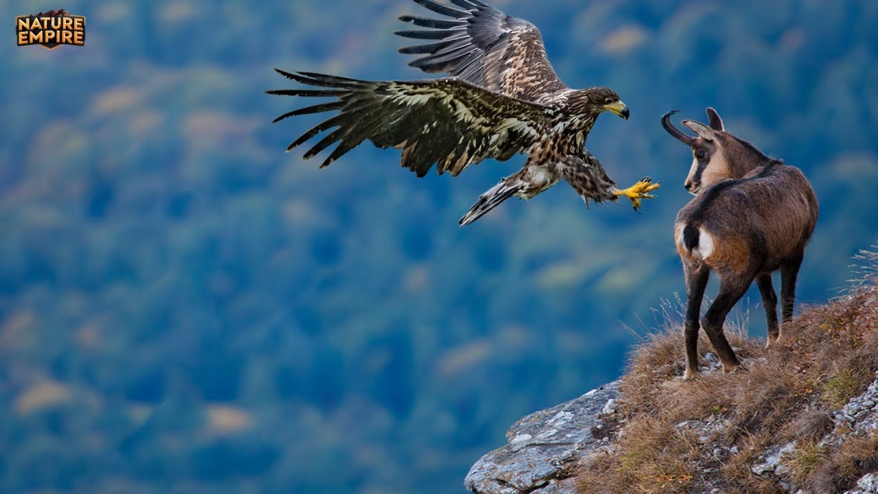G&Ouml;Ğ&Uuml;N YIRTICILARI | G&ouml;ky&uuml;z&uuml;ne H&uuml;kmeden En &Ouml;l&uuml;mc&uuml;l Kuşlar &ndash; Hayvan Belgeseli