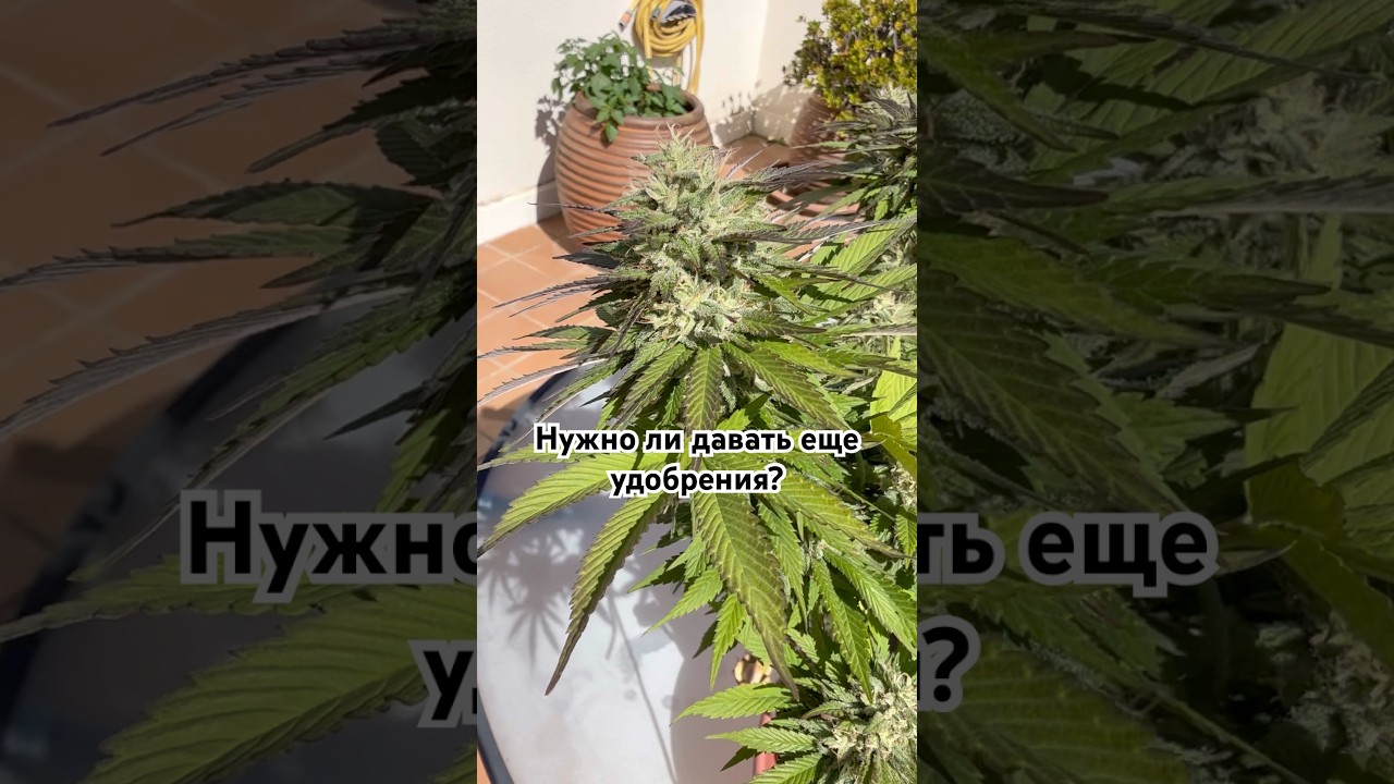 🌱 Растение вызревает &mdash; давать ли удобрения на этом этапе?