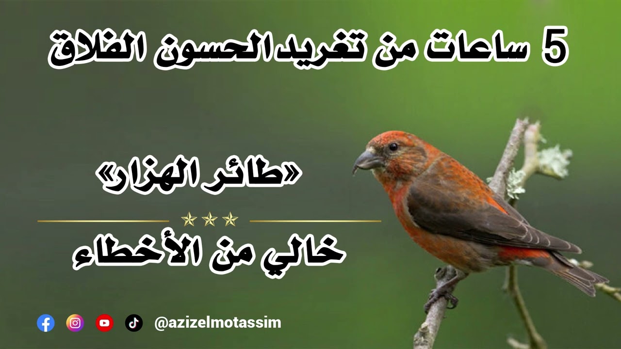 5 ساعات من تغريد طائر الحسون الفلاق 