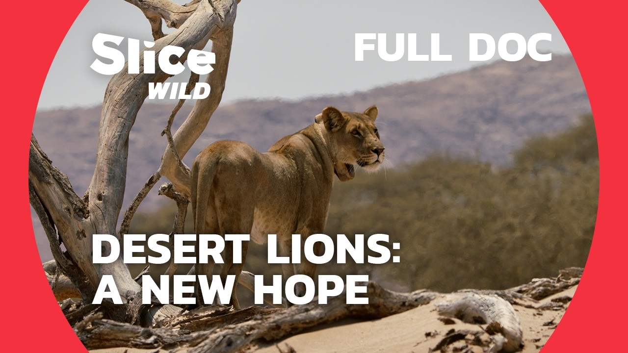 Restoring Namibia&rsquo;s Wildlife Corridors: The Return of the Desert Lion | SLICE WILD | FULL DOC