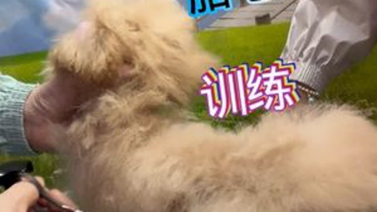 小奶狗第一次胎毛如何修剪.训练站台.还在傻傻剃胎毛呢还是剪胎毛.#小奶狗的胎毛需要剃毛#小奶狗不需要剃胎毛#小奶狗胎毛全手剪
