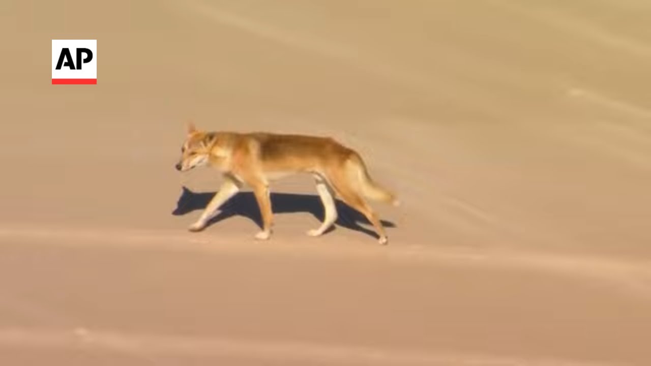 Dingoes attack jogger on Australian island beach