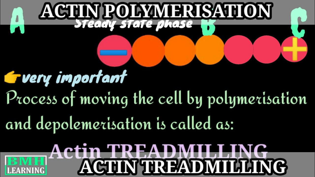 Actin Polymerisation | Actin Filament Assembly | Actin Treadmilling |