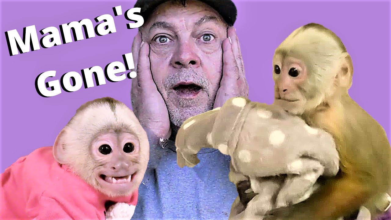aDaddy Babysits Baby Monkeys Gracie and Ava 😳 |  FUNNY!  ADORABLE!  |   Capuchin Monkey