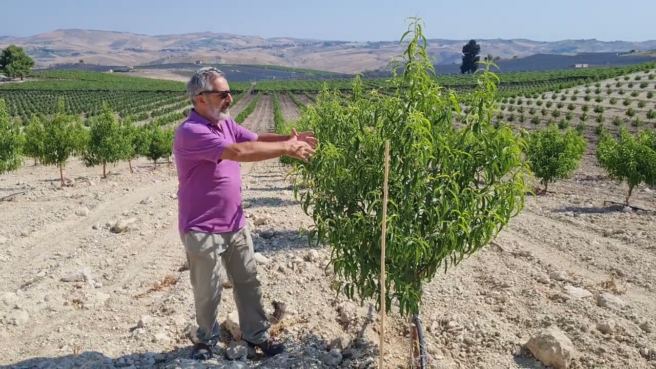 Pesco e nettarina di 8 e 20 mesi dall'impianto: Un risultato eccezionale!