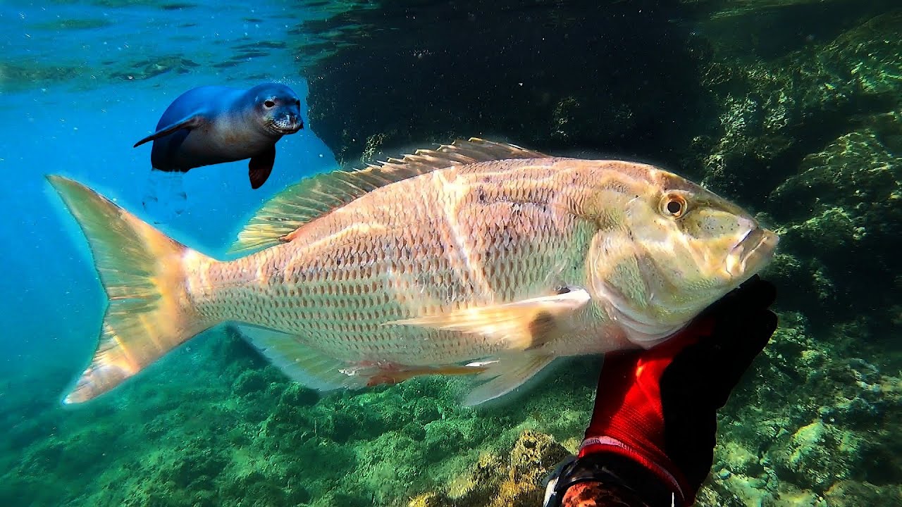 How to Catch Dentex in Winter - Spearfishing Basics