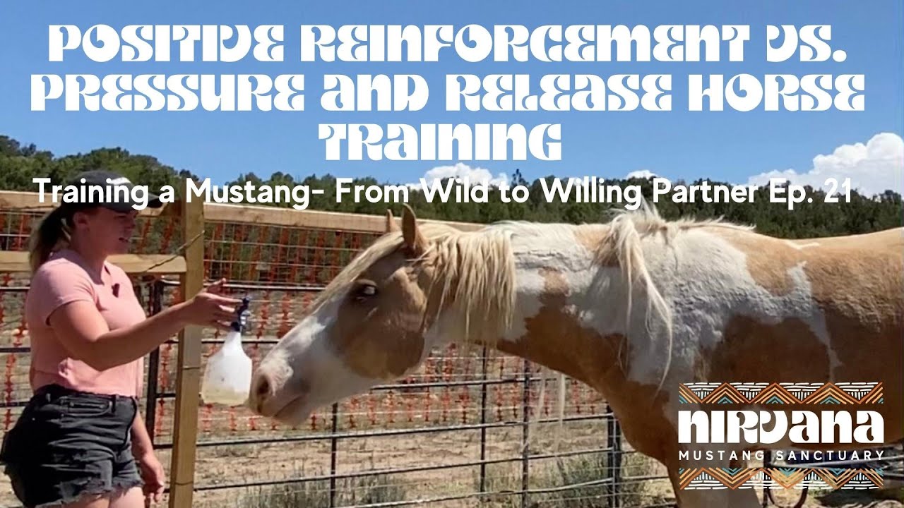 Positive Reinforcement vs Pressure & Release: Training a Mustang- From Wild to Willing Partner Ep 21