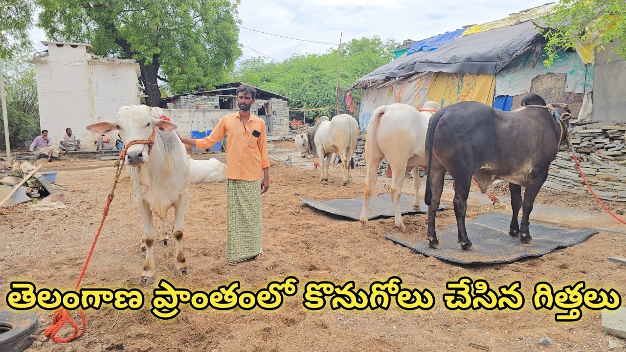 పాల పళ్ళ గిత్తలను పెంచి పోషిస్తున్న మరొక యువ రైతు