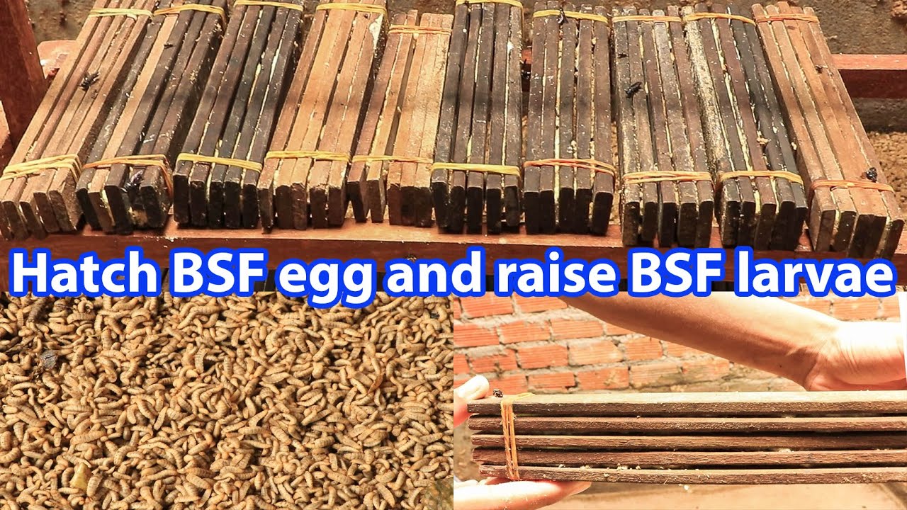 How to hatch BSF egg and raise small BSF larvae