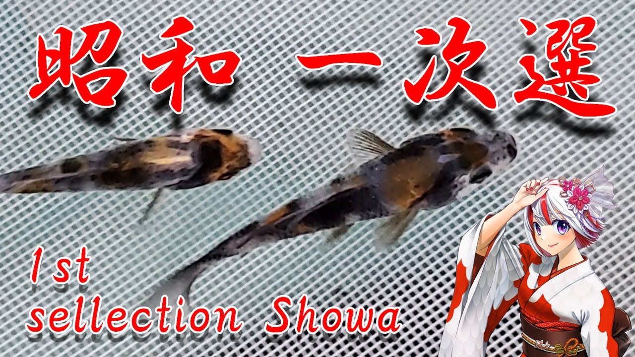 錦鯉 ＜15分解説＞ 一次選別 昭和三色 #錦鯉 #koifish #japanesekoi #瀧川養鯉場