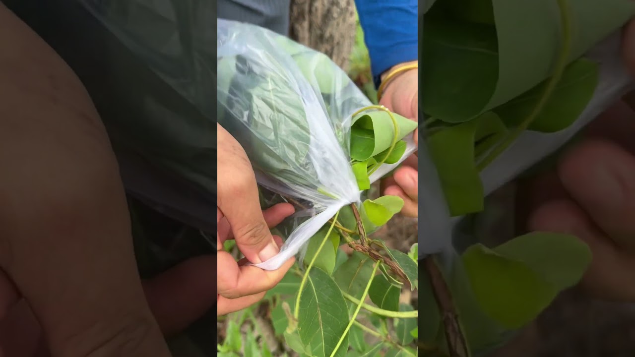 Survival Skills in Forest: steam water from green tree #survival #water #camping #bushcraft