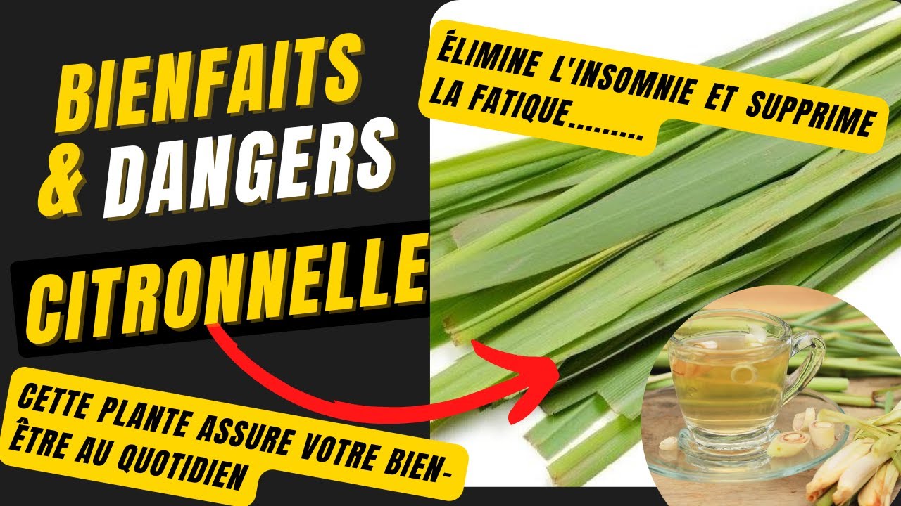 La citronnelle &eacute;limine le diab&egrave;te, cholest&eacute;rol,  toxines, douleur articulaire et musculaire, fatigue