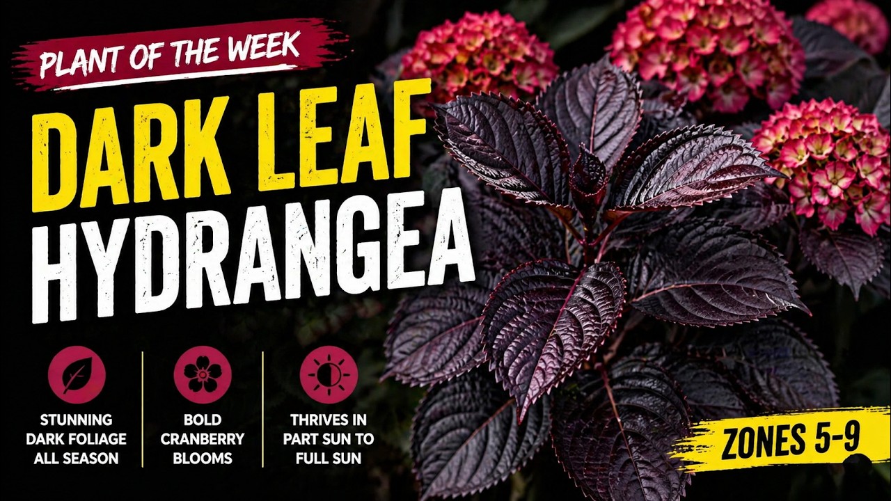 Eclipse® Bigleaf Hydrangea | FIRST EDITIONS | Hydrangea macrophylla