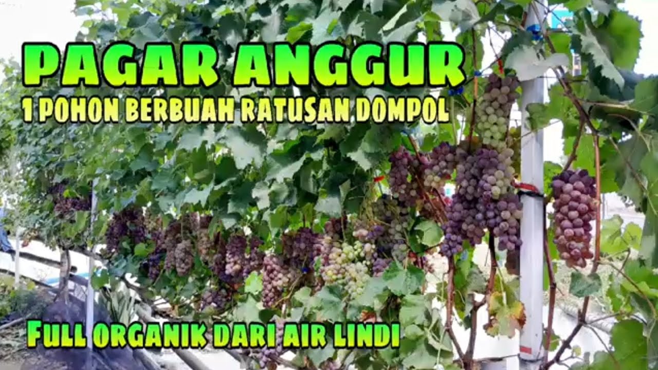 Eps 1 - Pagar Rumah dari Anggur (Pohon Jupiter Ratusan Dompol)