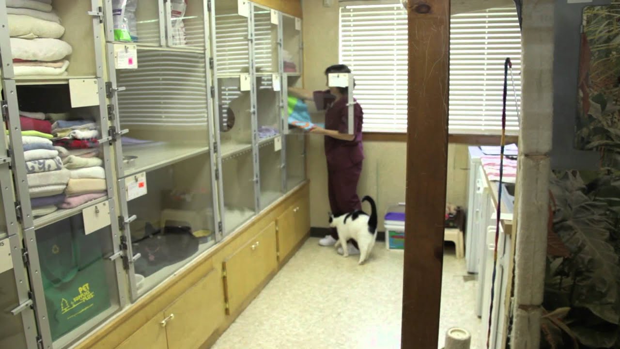 The Cat Hospital