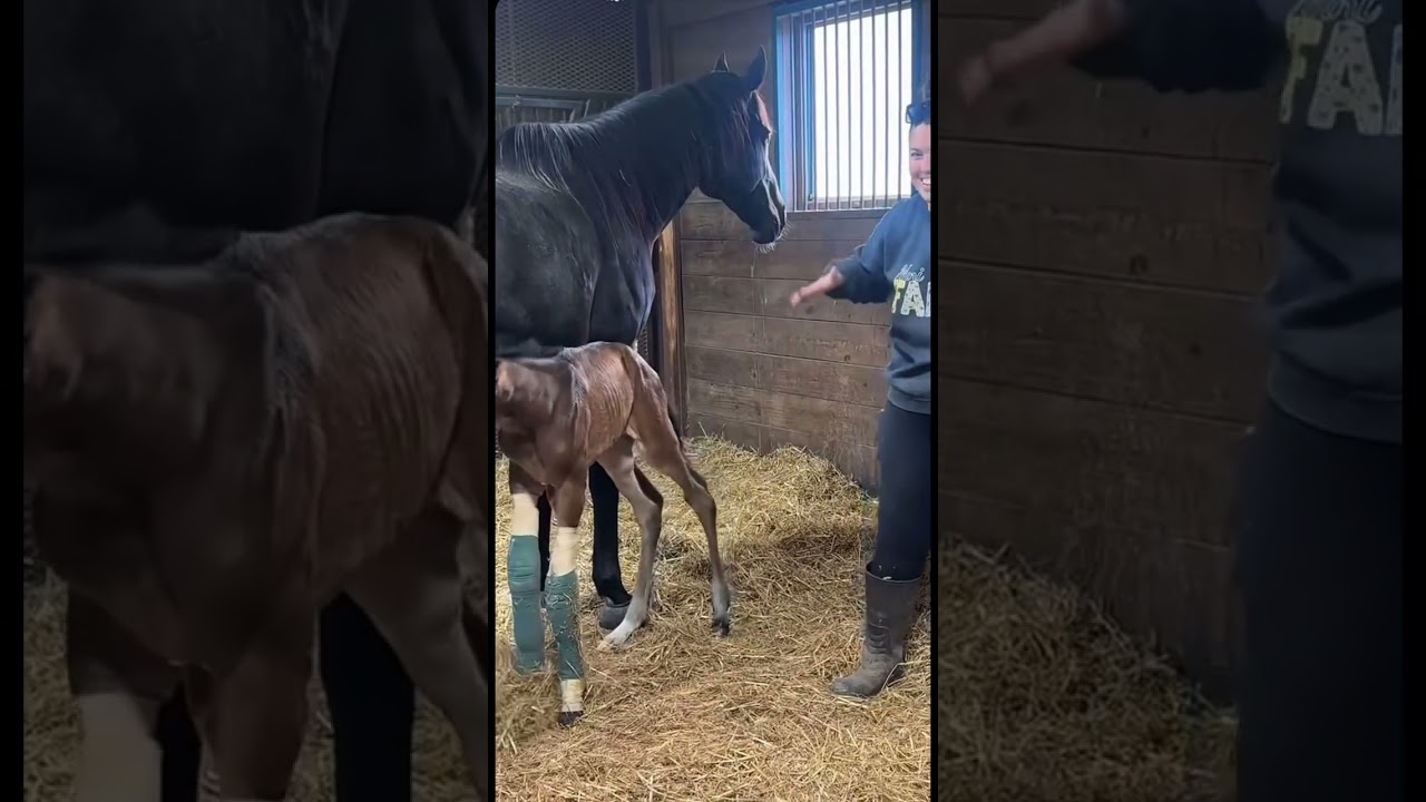 @katievanslykelife  plays with 2026 foals 