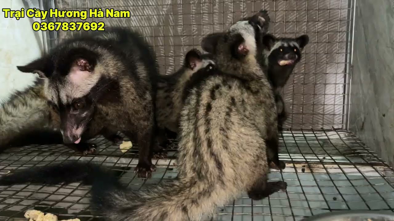 Giá Con Giống Cầy Hương và Chính Sách Chăn Nuôi  Cầy Hương
