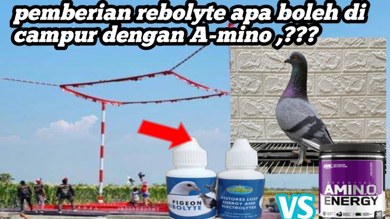 PEMBERIAN REBOLYTE APA BOLEH DI CAMPUR DENGAN SUPLEMEN A-MINO,???