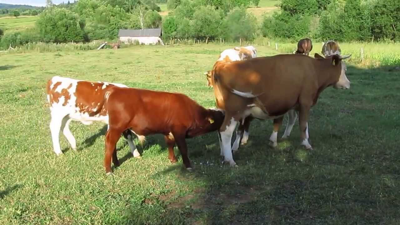 POKORNĄ KROWĘ I TRZY CIELAKI MOGĄ SSAĆ