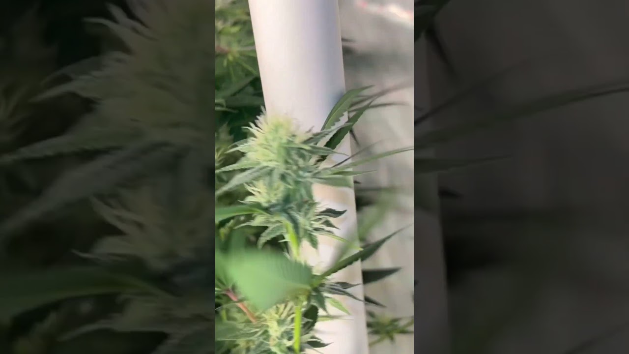 Day 35 of flower chocolate marshmallow (GG4 x mint chocolate chip) in the 4x8 living soil bed.