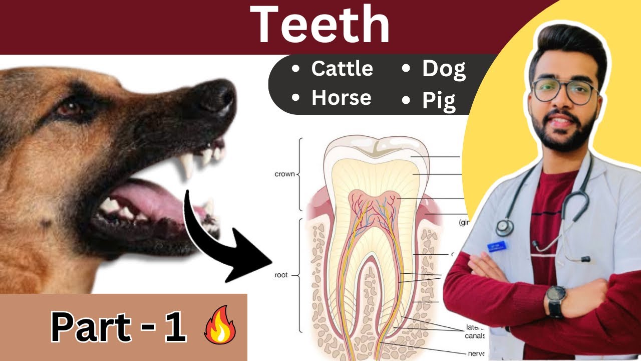 4. Зубы || Ветеринарная анатомия 🔥|| @Vetstudy || Аникет тяги