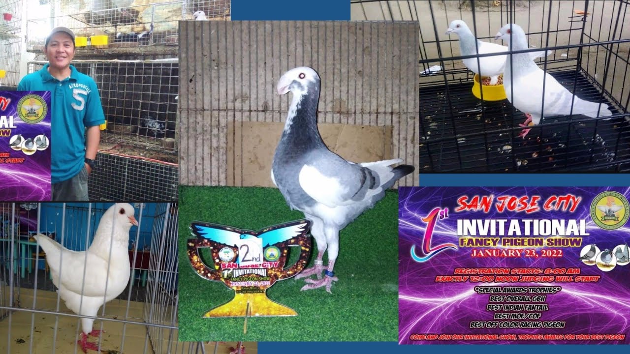 FPCNE San Jose City 1st Invitational Fancy Pigeon Show 2022 #fancypigeonshow #pjannspigeonstv