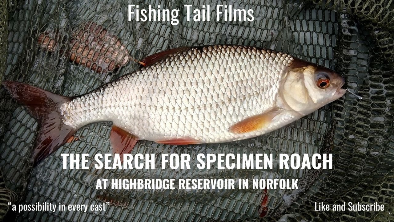 Highbridge Reservoir - Norfolk Search for a Big Roach Autumn Tails #roachfishing #fishing