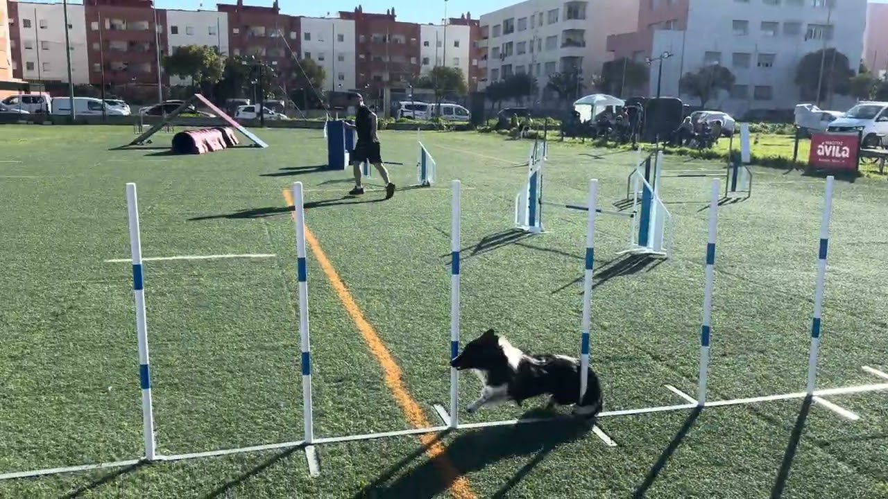 Sombra Agilty a 0, grado3. Club Alamillo, pista de Marina Pastor 