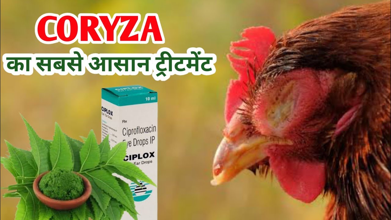 कोराइजा का सबसे आसान ट्रीटमेंट | coryza treatment hindi | deshi murgi farm |