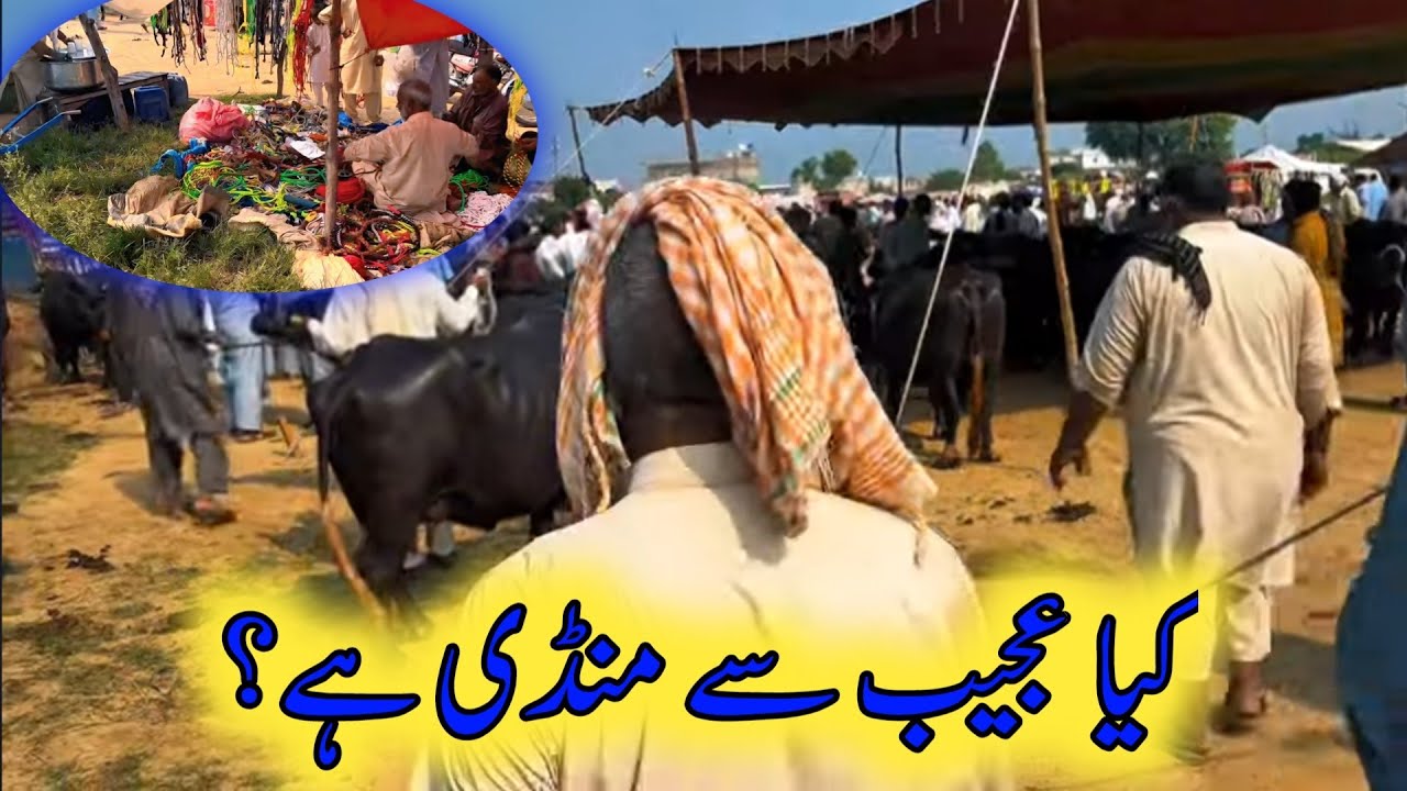 Is This World's Cheapest Animal Market? کیا یہ دنیا کی سستی اور محفوظ مارکیٹ ہے؟
