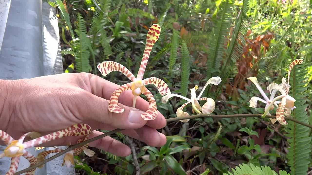 An unexpected find: Arachnis Maggie oei