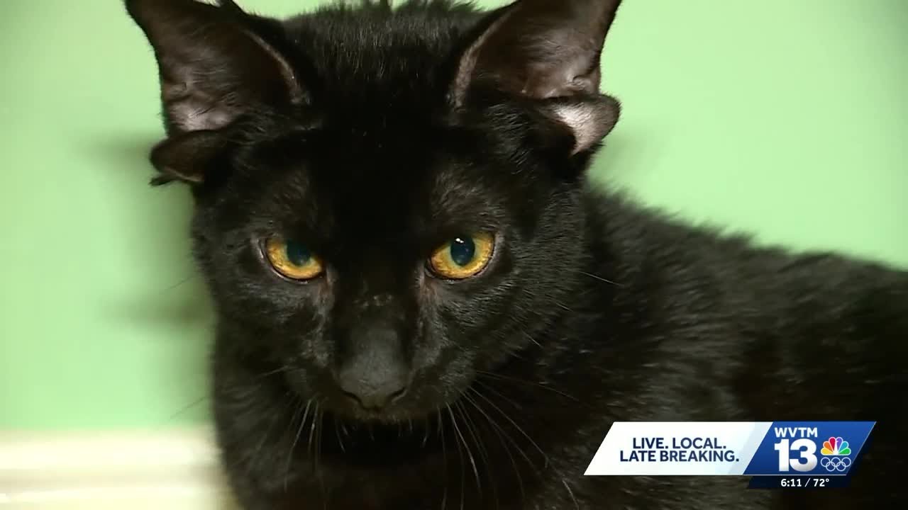 Adorable video shows four-eared cat in Alabama