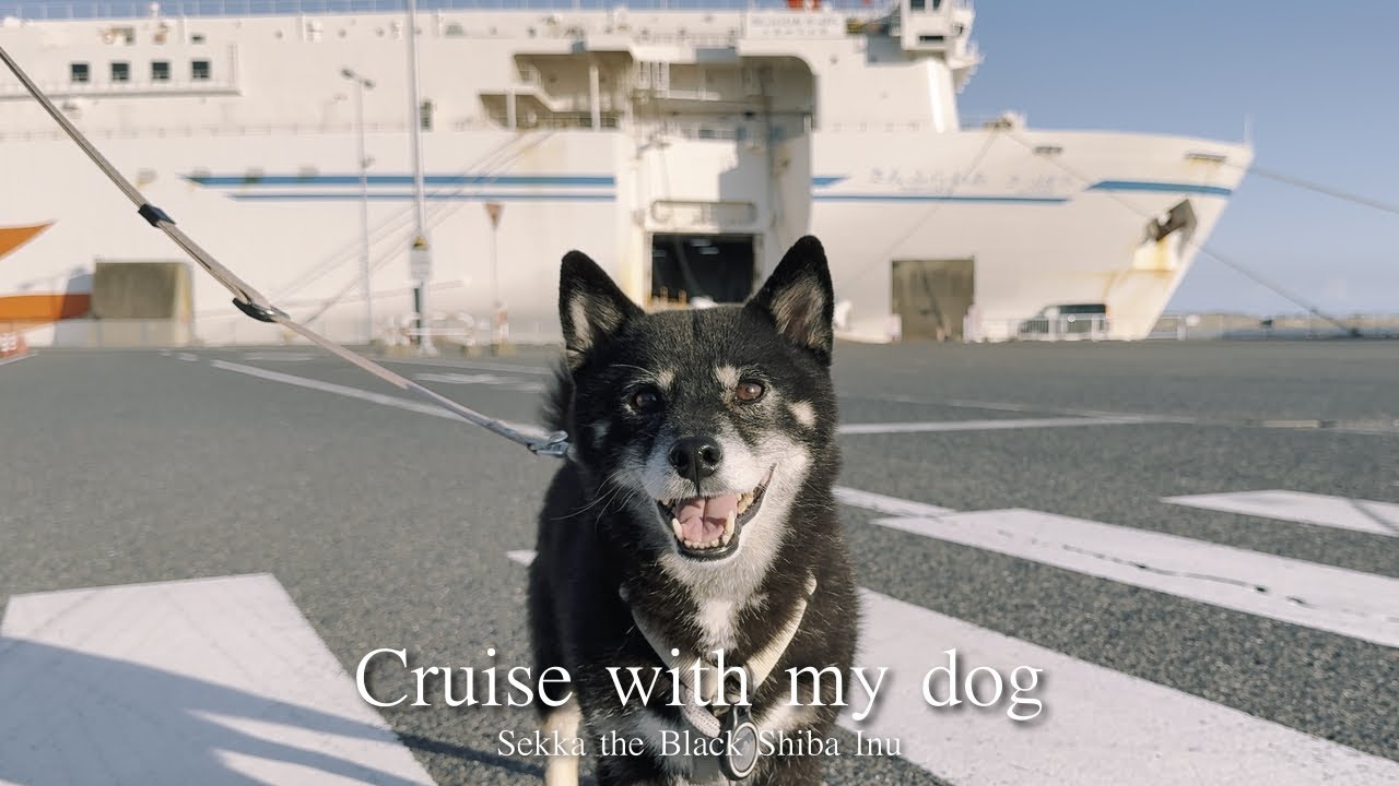 さんふらわあさっぽろで愛犬と北海道へ🚢ウィズペットルームで過ごす快適な18時間の船旅