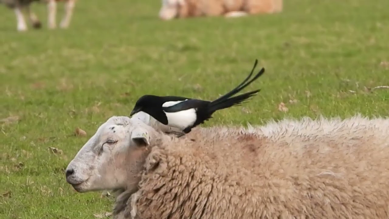 Mutualisme: ekster onderhoudt schaap